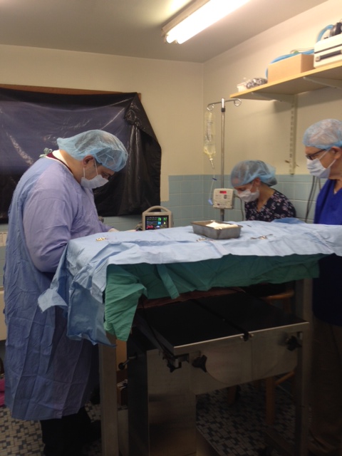 Dr. Star and assistants during surgery